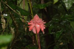 01-Flower of the ginger plant